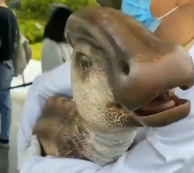 EL VIDEO EN EL QUE UN SUPUESTO CIENTÍFICO CHINO SOSTIENE A UN DINOSAURIO CLONADO.