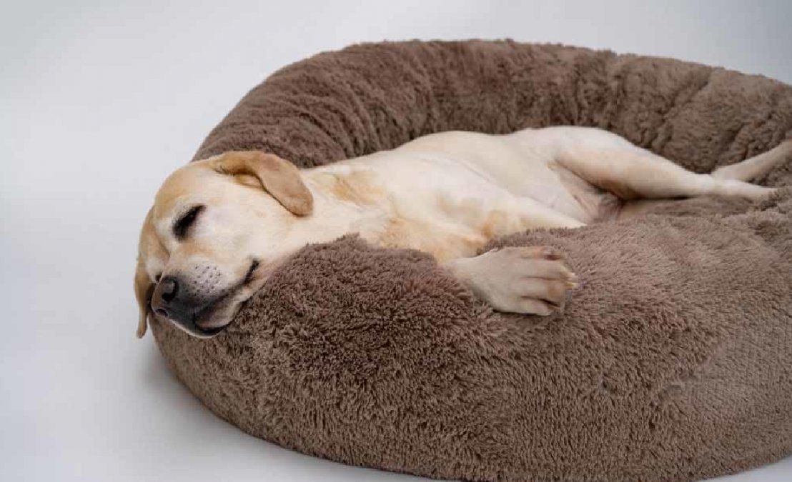 La posición en la que tu perro duerme revela su personalidad