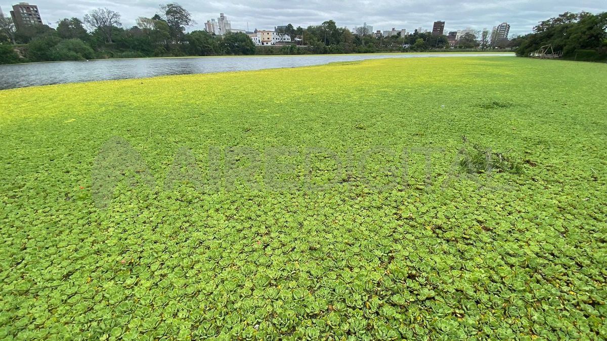 La vegetación acuática se adueñó del lago del Parque del Sur.