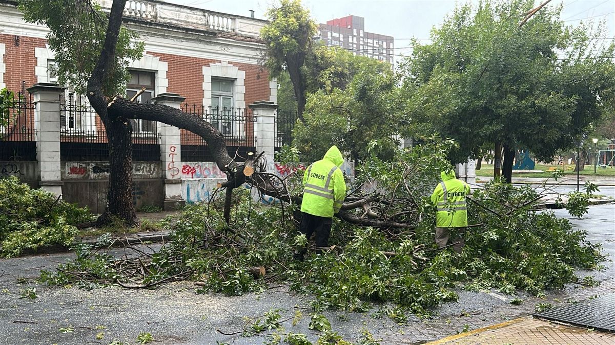 Algunos barrios registraron caídas de árboles y anegamientos de calles por la tormenta en Santa Fe.