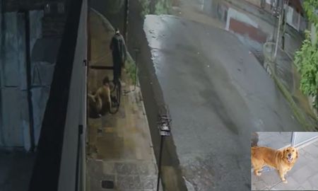 Barrio Roma: buscan a una perrita que se fue tras un ladrón Barrio Roma: buscan a una perrita que se fue tras un ladrón