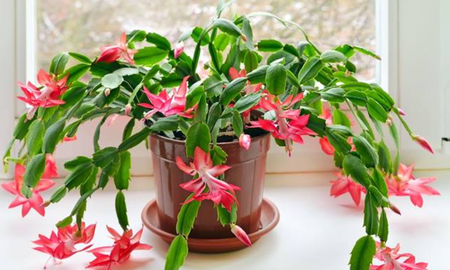 El cactus de Navidad puede volver a florecer cada año dentro de casa. El cactus de Navidad puede volver a florecer cada año dentro de casa.