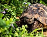 dia mundial de la tortuga: ?mascotas? en hogares y en riesgo de extincion