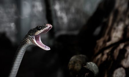 Un gato salvó a su dueño del ataque de una venenosa serpiente tigre escondida en casa.