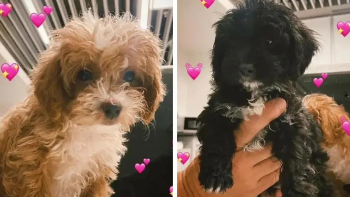 Preocupa el futuro incierto de Mora y Caramelo