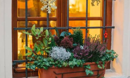 Plantas para balcones. Plantas para balcones.