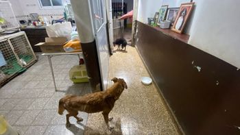 Entraron a robar en una veterinaria de barrio Sur y mataron a un perro de una patada