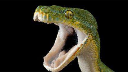 Se sentó en el inodoro, una cobra le mordió el miembro y se lo mató