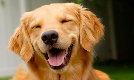 Qué quiere decir realmente que un perro mueva la cola Qué quiere decir realmente que un perro mueva la cola