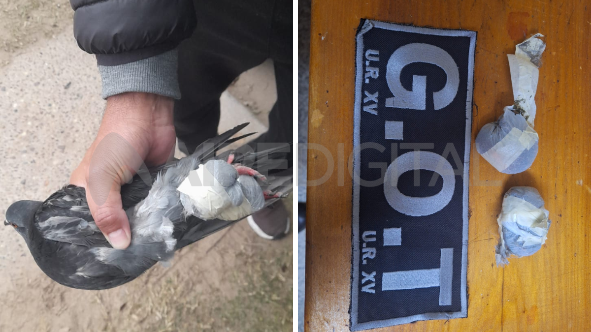 La paloma mensajera fue interceptada en la Cárcel de Coronda y tenía envoltorios con marihuana.