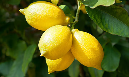 como hacer crecer un arbol de limon desde la semilla en casa como hacer crecer un arbol de limon desde la semilla en casa