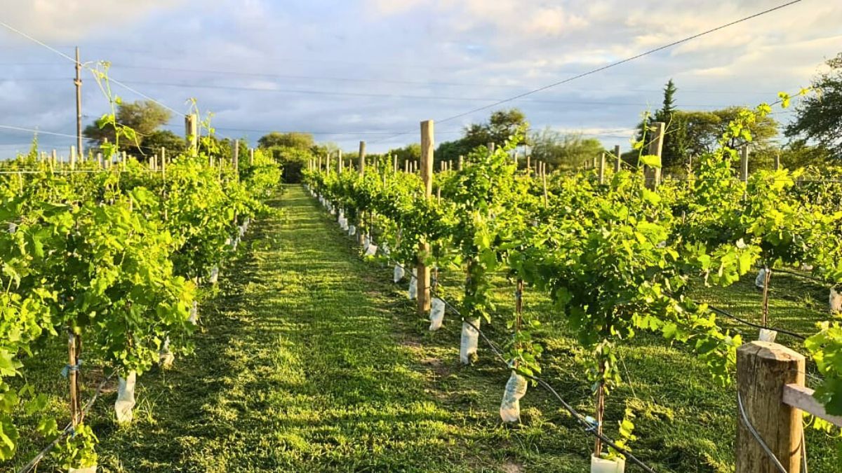 Debido a su excelente desarrollo en la zona, proyecta aumentar las existencias de Marselan , Viognier y Tannat.