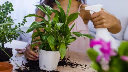 Por qué es necesario aplicar alcohol en tus plantas