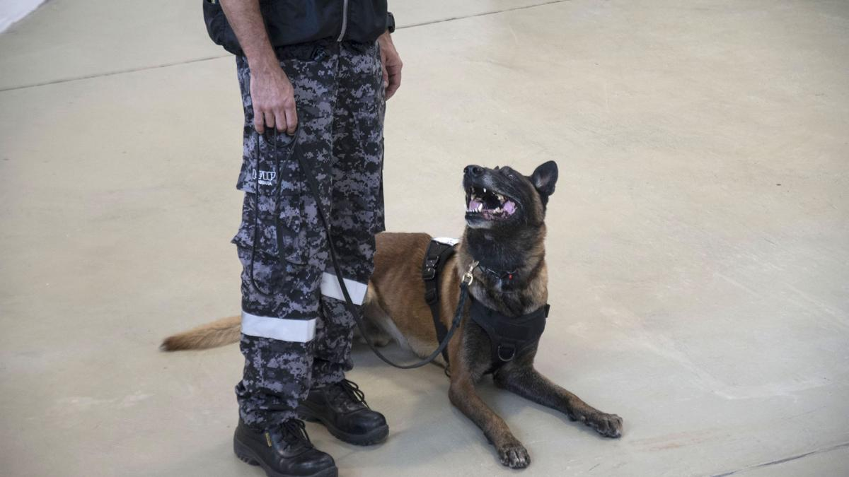 Aduana graduó a seis de sus perros y reconoció otros 12 por importantes hallazgos de droga y divisas