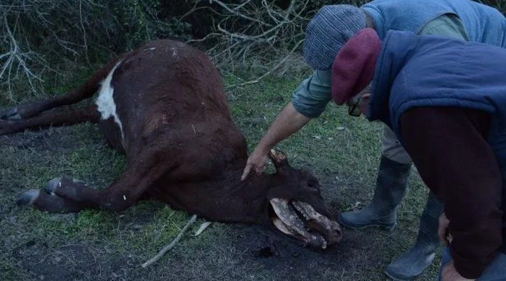 Nuevos ataques del “chupacabras” en el norte santafesino