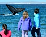 La profundidad inusual de las playas en El Doradillo es lo que permite que una ballena de 40 toneladas nade a escasos cinco metros de la gente que camina por la orilla. La profundidad inusual de las playas en El Doradillo es lo que permite que una ballena de 40 toneladas nade a escasos cinco metros de la gente que camina por la orilla.