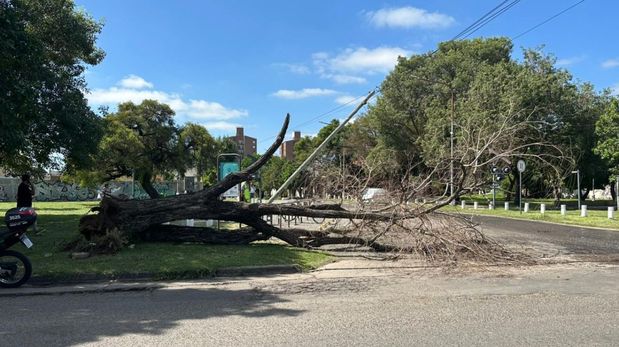 Un árbol de gran porte cayó este miércoles por la mañana en la esquina de Pedro Vittori y Pedro Zenteno, en la ciudad de Santa Fe.