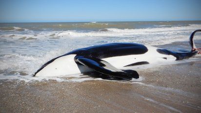 Una orca&nbsp;lleg&oacute; sin vida a las playas de la Costa Atl&aacute;ntica.