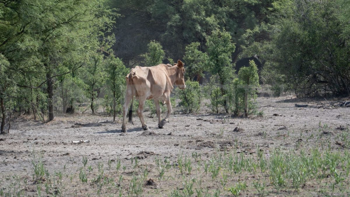 Presión sobre los sistemas ganaderos
