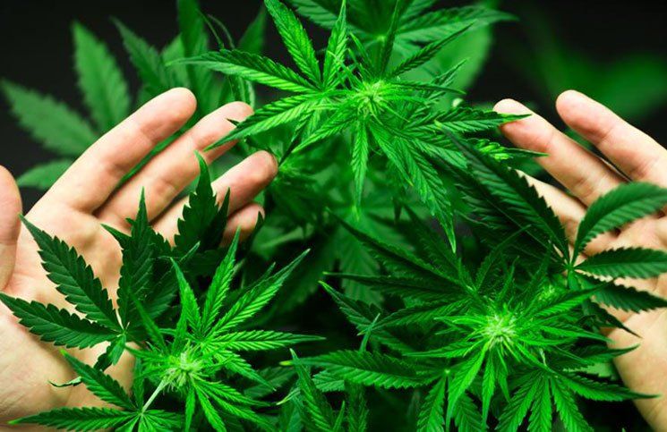 Un preso escondió marihuana en su nariz y lo descubrieron 18 años después