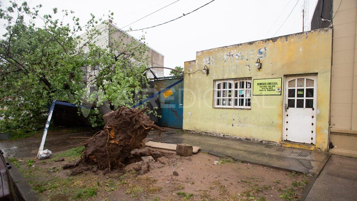 El toldo y el tapial de una remisería fueron aplastados por un árbol caído.