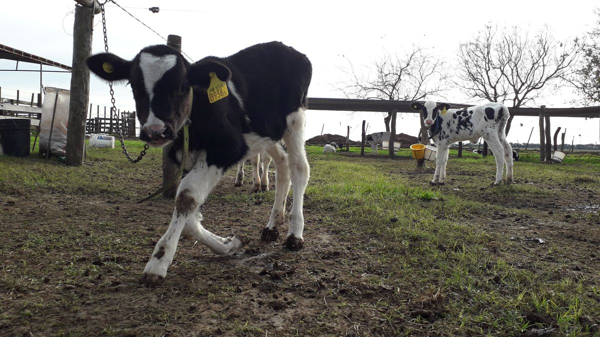 Si la empresa quiere crecer va a tener que tener un buen manejo de la crianza y un buen manejo de la vaca en producción.