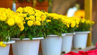 El lugar ideal para poner flores amarillas en casa para atraer energía positiva