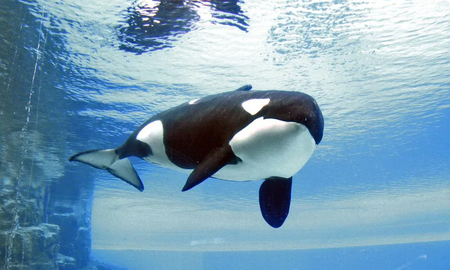 En Canadá, en cautiverio y aislada murió Kiska, la orca más solitaria del mundo En Canadá, en cautiverio y aislada murió Kiska, la orca más solitaria del mundo