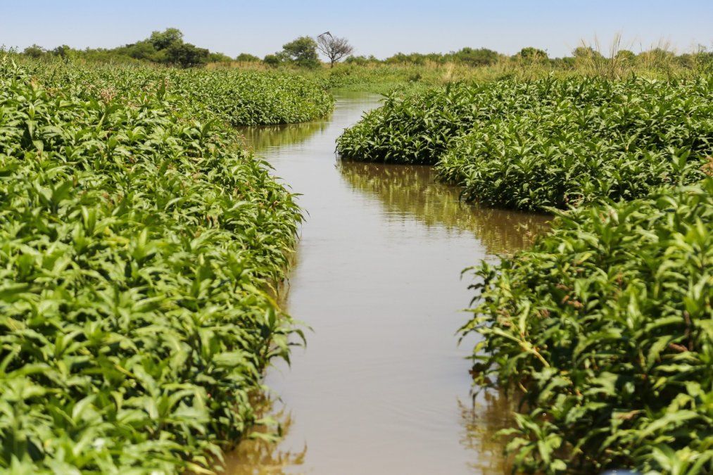 Los humedales e islas de Victoria fueron duramente castigados durante los últimos cuatro años.