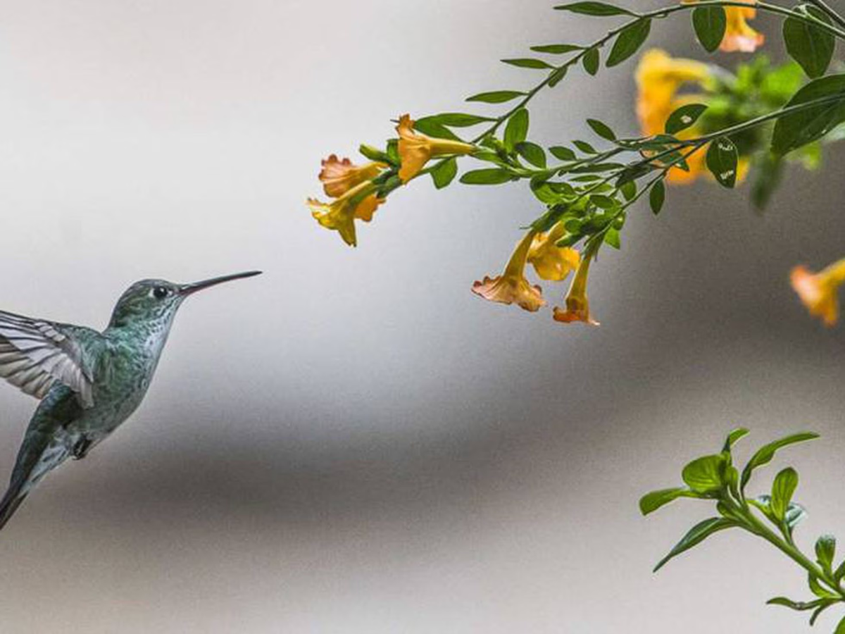Los colibríes son considerados las aves más pequeñas del planeta. Los colibríes son considerados las aves más pequeñas del planeta.