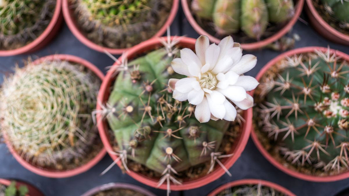Parece un cactus común, pero una vez al año sorprende con flores gigantes y muy perfumadas.