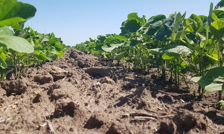 soja de segunda: la superficie se mantiene en el techo historico soja de segunda: la superficie se mantiene en el techo historico