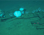 Fósiles de cinco millones de años yacen en el cementerio de ballenas de la Fosa de Diamantina. Fósiles de cinco millones de años yacen en el cementerio de ballenas de la Fosa de Diamantina.