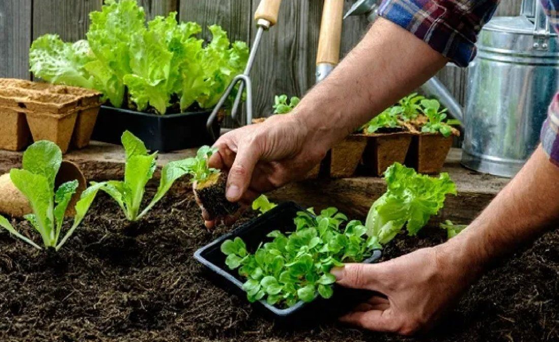 Verduras que alimentan y curan