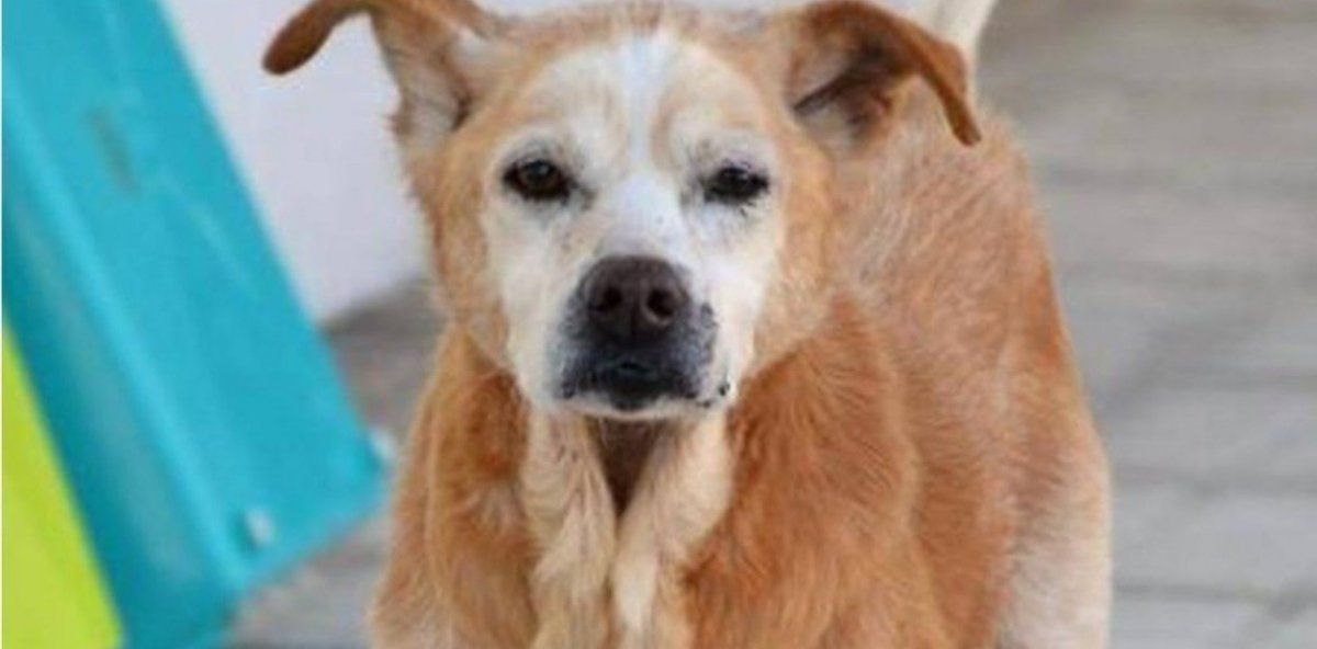 La conmovedora historia de Cuco, el perro que murió el mismo día que su dueña