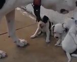 Pap&aacute; perro reta a sus cachorros y enternece a las redes sociales.