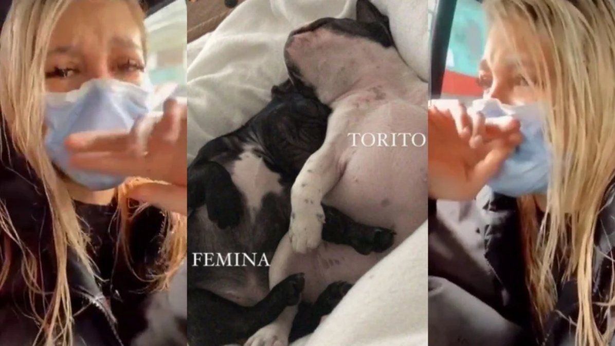 Marian Farjat buscaba a sus perros y recibió la peor noticia