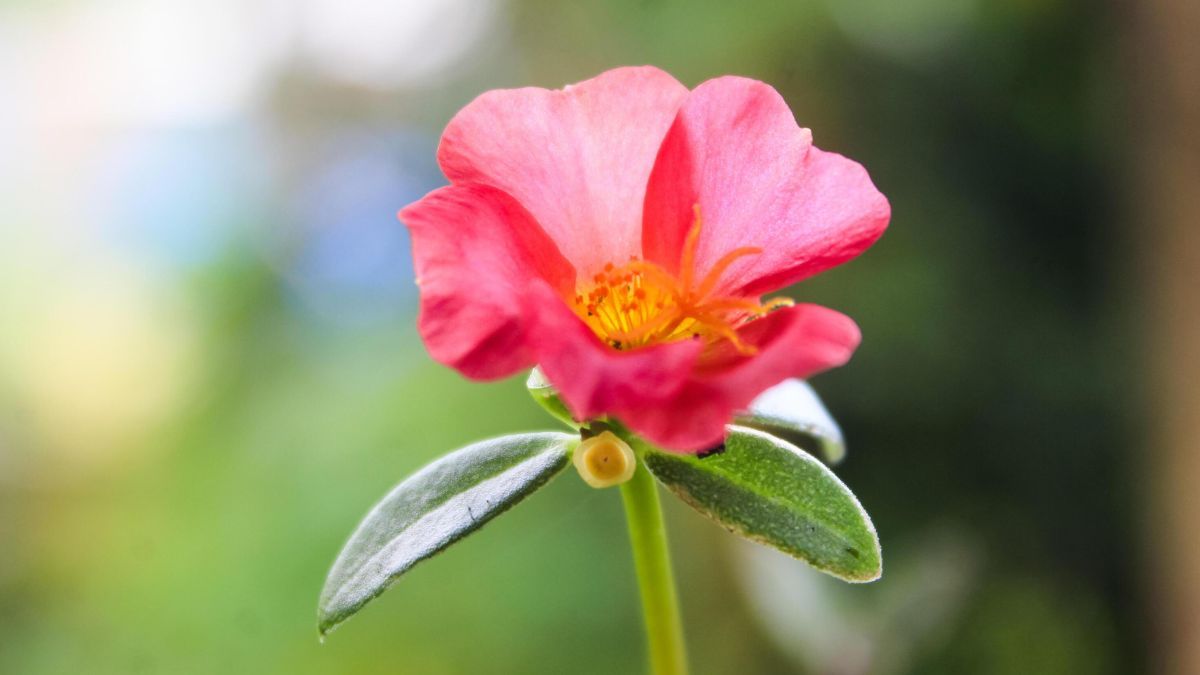 Sus flores se abren con el sol y llenan los jardines de color, incluso sin riego diario. Sus flores se abren con el sol y llenan los jardines de color, incluso sin riego diario.