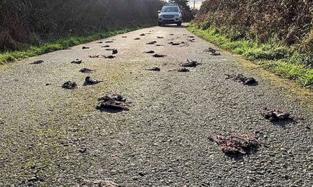 video aterrador: misterio por 300 pajaros muertos que cayeron en una ruta video aterrador: misterio por 300 pajaros muertos que cayeron en una ruta