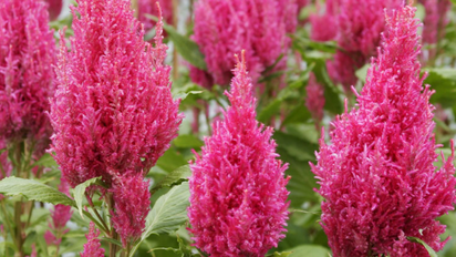 Tres plantas que florecen en diciembre y duran hasta marzo