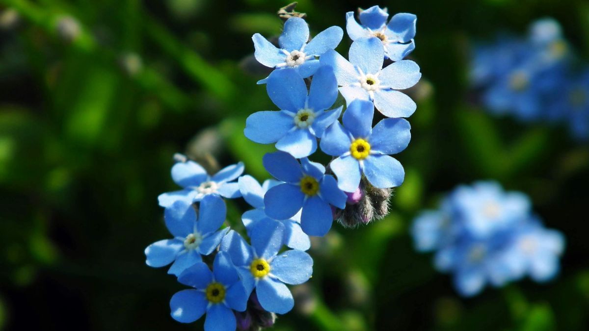 Sus flores delicadas aparecen al final del invierno. Sus flores delicadas aparecen al final del invierno.