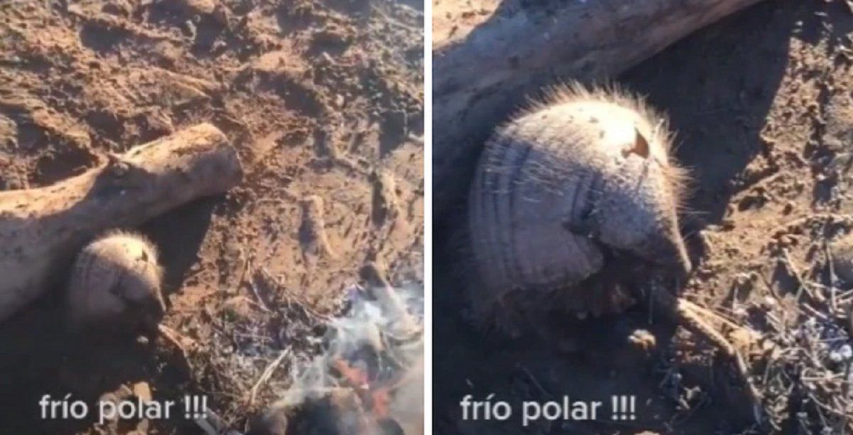 Video viral: un mulita se acercó al fuego de un gaucho para protegerse del intenso frío.