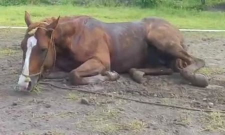 La enfermedad que afecta a los caballos ya se cobró la primera víctima humana en la provincia de Santa Fe. La enfermedad que afecta a los caballos ya se cobró la primera víctima humana en la provincia de Santa Fe.