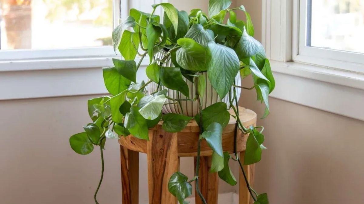 El potus es una de las plantas más fáciles de cuidar, pero algunos trucos caseros pueden potenciar su crecimiento. El potus es una de las plantas más fáciles de cuidar, pero algunos trucos caseros pueden potenciar su crecimiento.