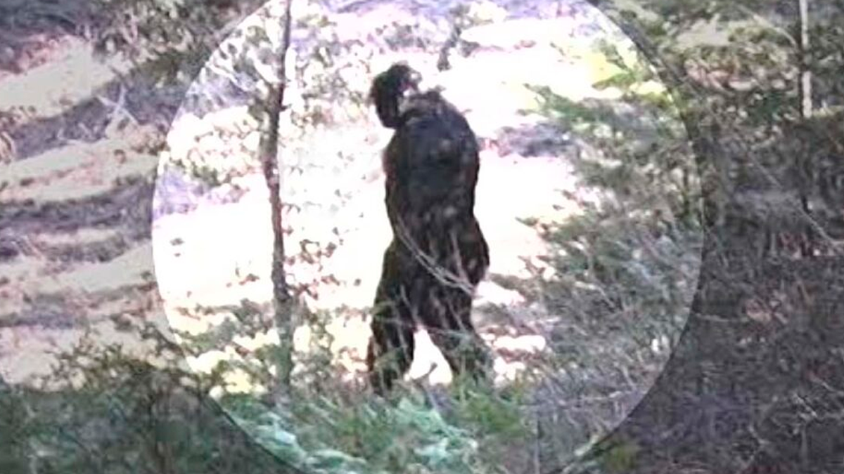 Graban a pie grande en un bosque de Estados Unidos