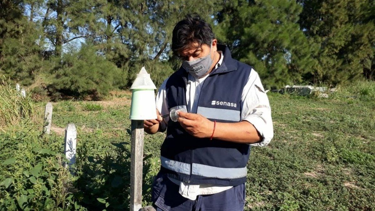 El picudo del algodonero es considerado la plaga más dañina del cultivo del algodón y su enorme potencial de destrucción se debe a la alta capacidad reproductiva y a las numerosas generaciones que se producen en un ciclo agrícola.