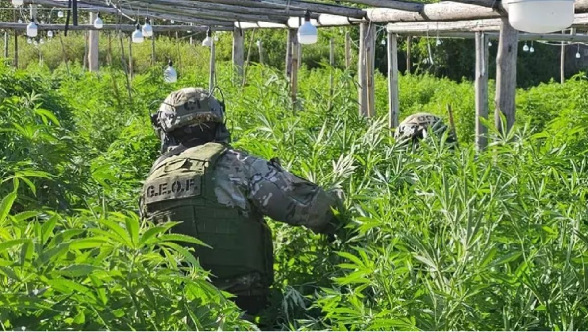 El hallazgo del campo se dio el martes tras un allanamiento en inmediaciones de la ruta 1. 