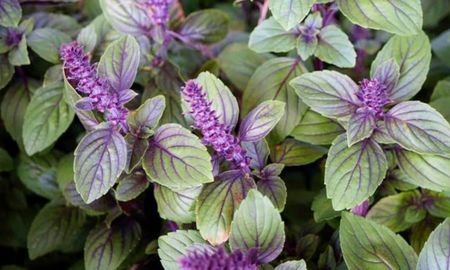 Una planta aromática que combina perfume, color y resistencia durante todo el verano. Una planta aromática que combina perfume, color y resistencia durante todo el verano.
