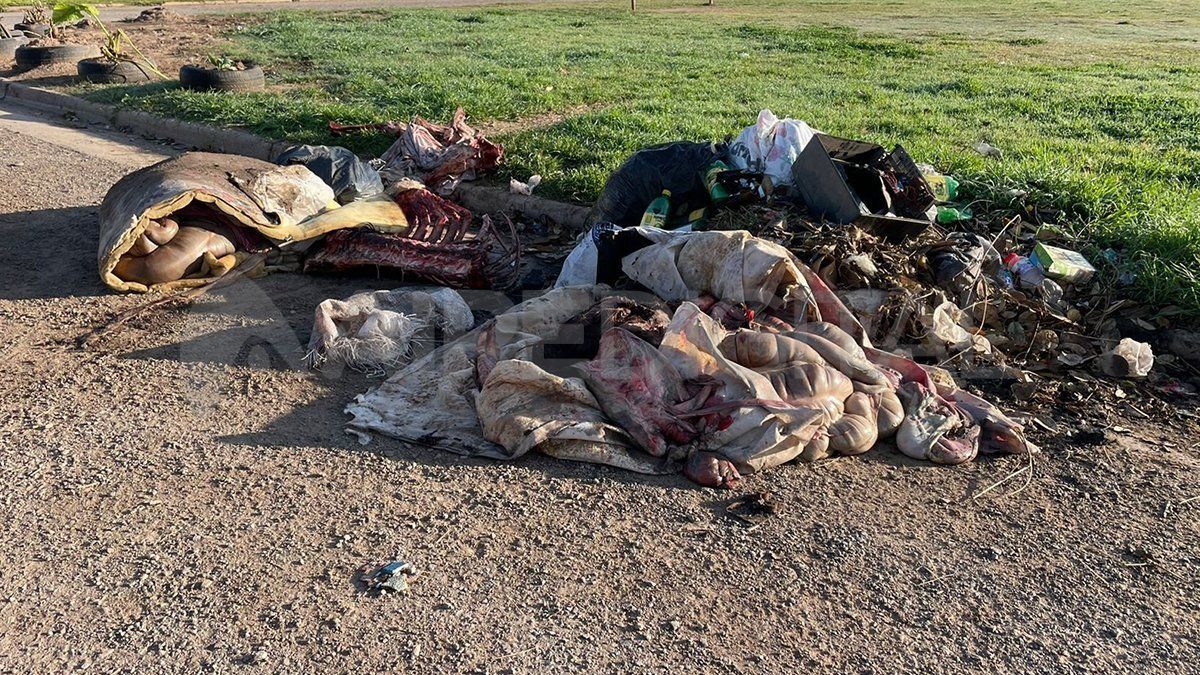 El desagradable hallazgo se dio en horas de la mañana. 