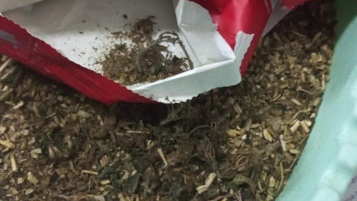 Dentro de ese paquete había unas flores similares a los cogollos de marihuana.